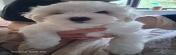 Bichon Frise dogs for sale: bichon  - Advert 15