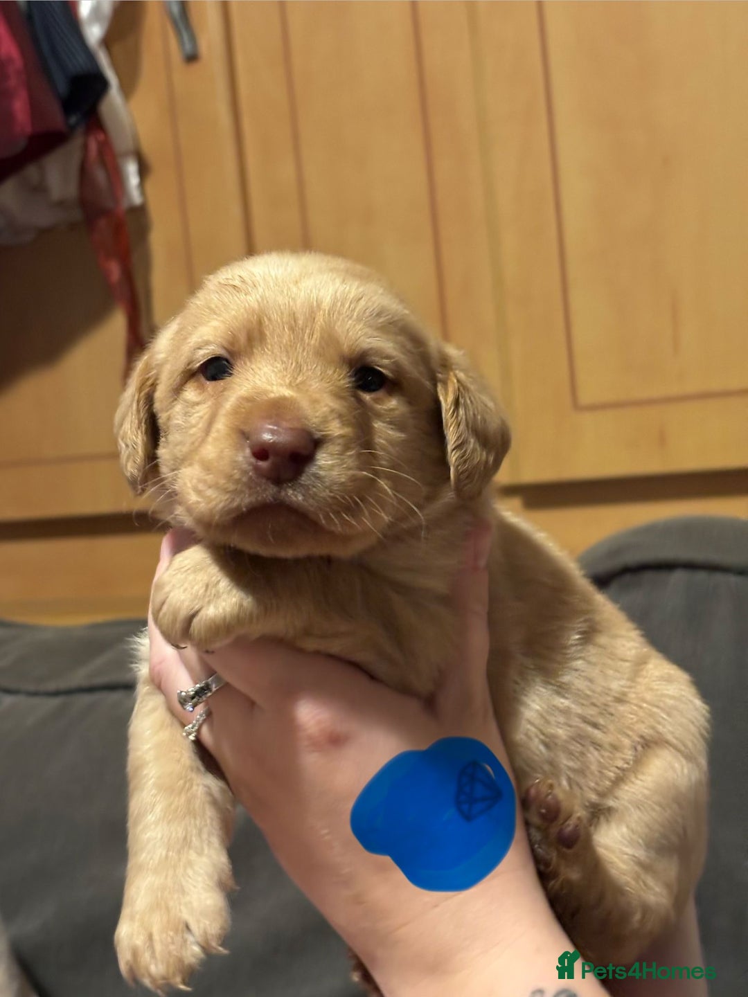 Labrador Retriever dogs for sale: Dudley Labrador Puppies - Advert 24