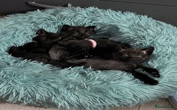 Mixed Breed cats for sale: 4 beautiful grey kittens getting darker  - Image 13