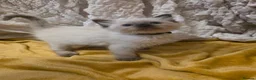 Ragdoll cats for sale: 🩵 6 Beautiful pure ragdolls 🩷 - Advert 39