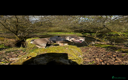 English Bulldog dogs for sale: Nellie English Bulldog  - Image 3