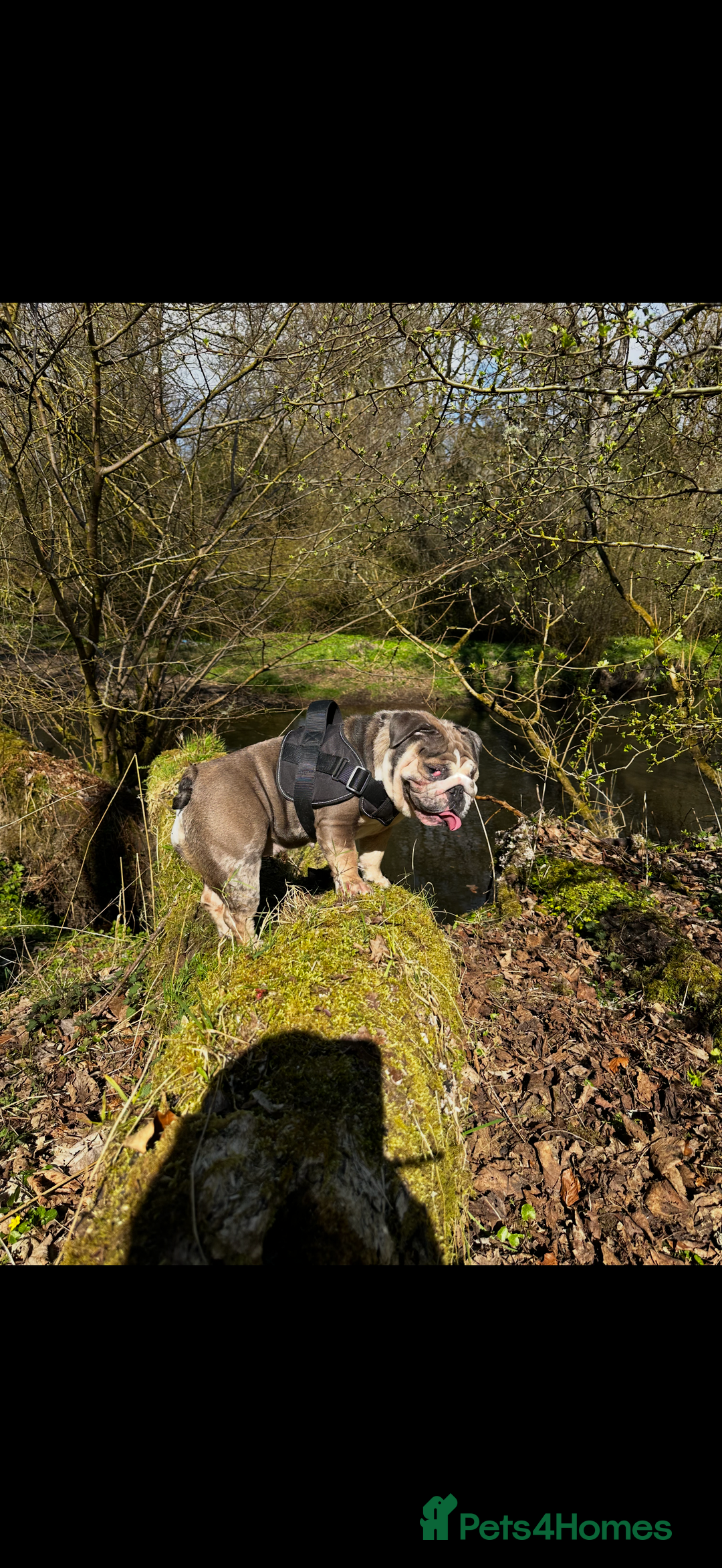 English Bulldog dogs for sale: Nellie English Bulldog  - Image 3