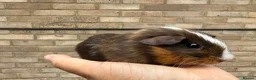 Guinea Pig rodents for sale: Baby guinea pigs  - Advert 4