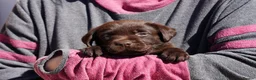 Labrador Retriever dogs for sale: Chocolate Labrador puppies Kc reg health tested - Advert 21