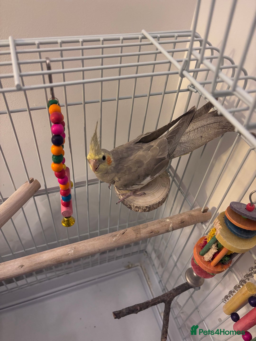 Cockatiels birds for sale: Cockatiel for sale  - Advert 2