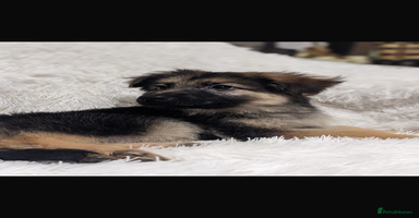 German Shepherd dogs - Advert 12