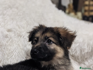 German Shepherd dogs - Advert 7