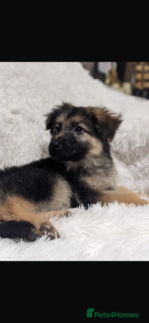 German Shepherd dogs - Advert 1