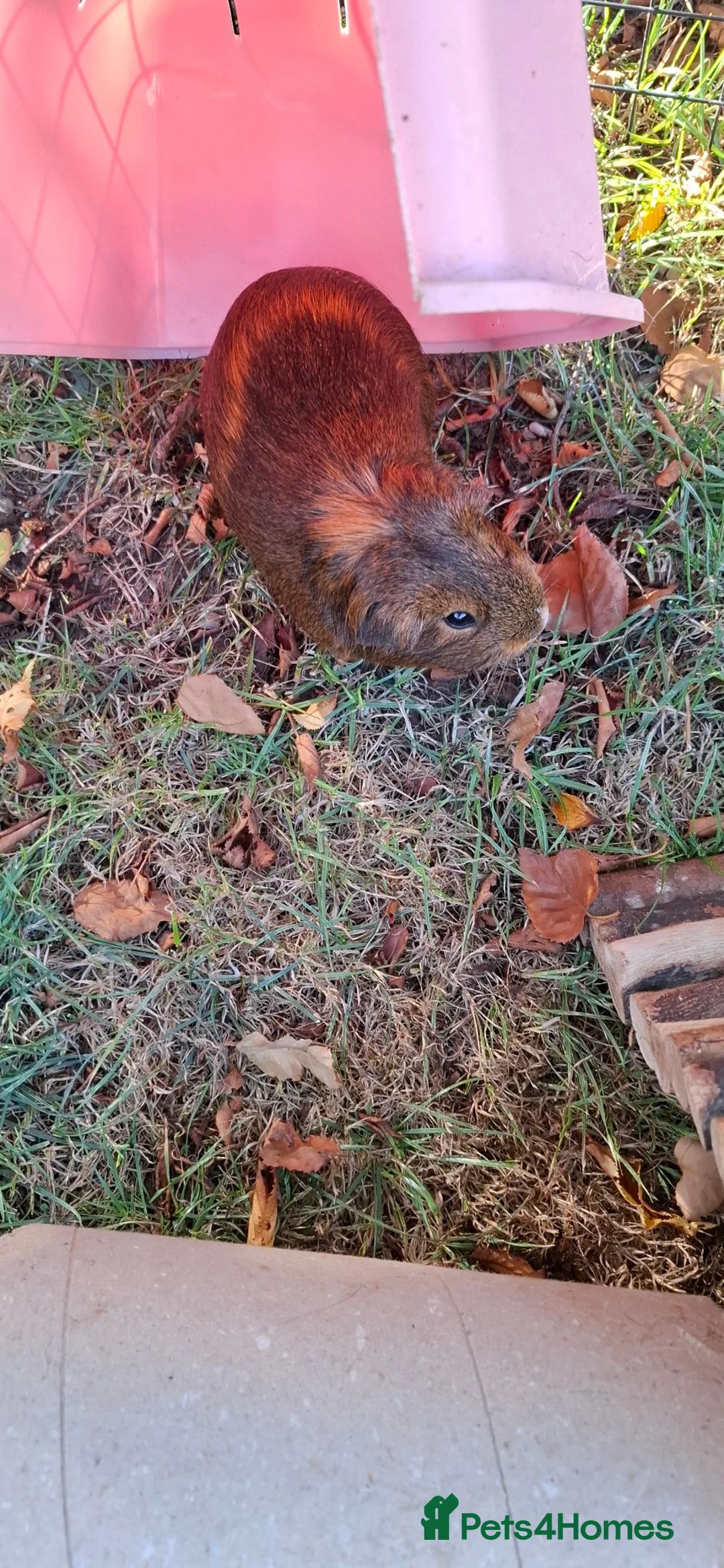 Guinea Pig rodents for sale: 2 Guinea Pigs in Nantwich - Advert 2