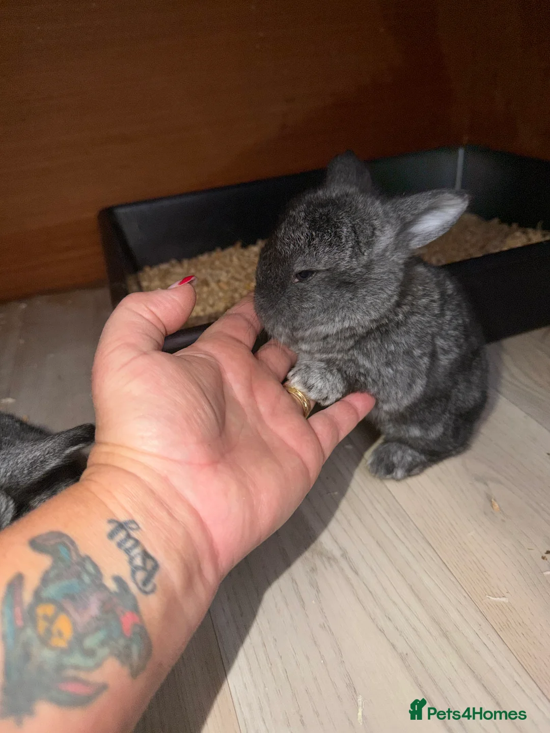 French Lop rabbits for sale: French lops  - Advert 2