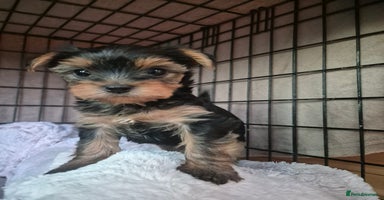 Yorkshire Terrier dogs - Advert 8
