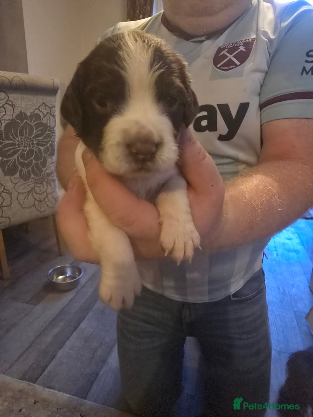 English Springer Spaniel dogs for sale: English Springer Spaniel liver & white pups - Advert 12