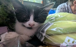 Maine Coon cats for sale: Maine coon x - Image 2