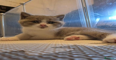 British Shorthair cats - Advert 5