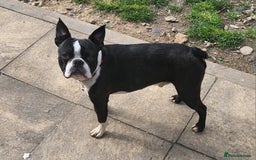 Boston Terrier dogs for stud: Stunning Proven KC Boston Terrier stud dog in Leeds - Image 3