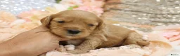 Cavapoo dogs for sale: *Health tested* F1 Cavapoos in Wisbech - Advert 12