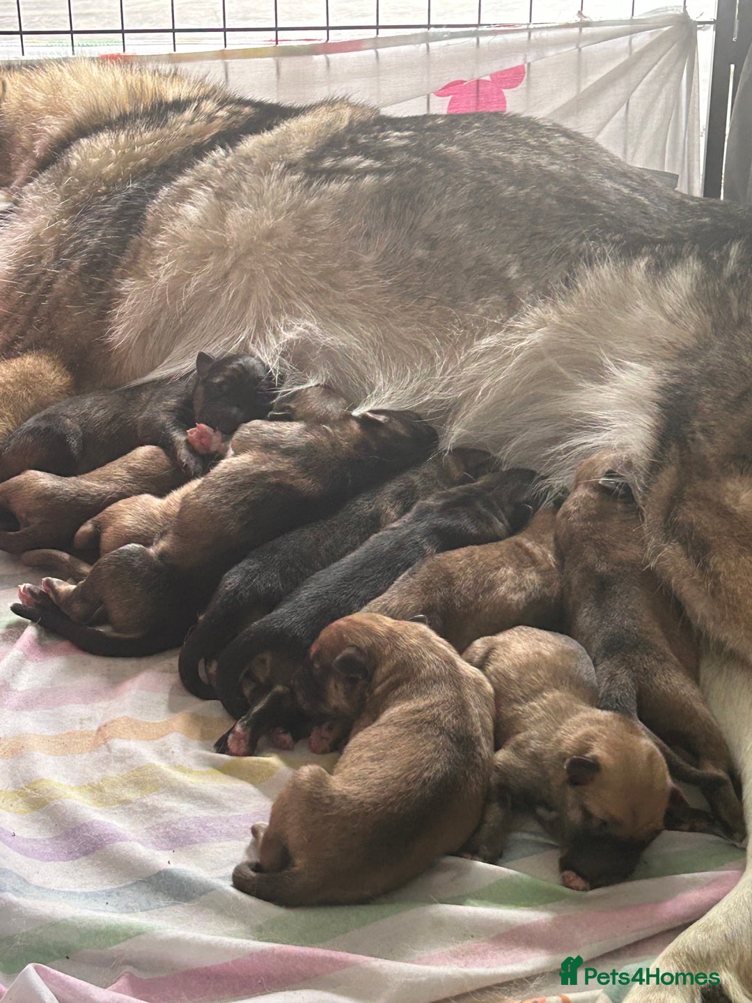 Shepsky dogs for sale: German shepherd x husky 3 weeks old  - Image 14