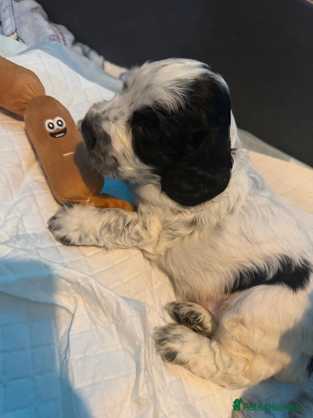 Cocker Spaniel dogs for sale: Beautiful show cocker spaniel puppy’s for sale  in Liverpool - Advert 14