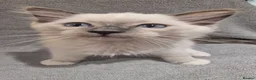 Ragdoll cats for sale: Pedigree ragdoll kittens  - Advert 2