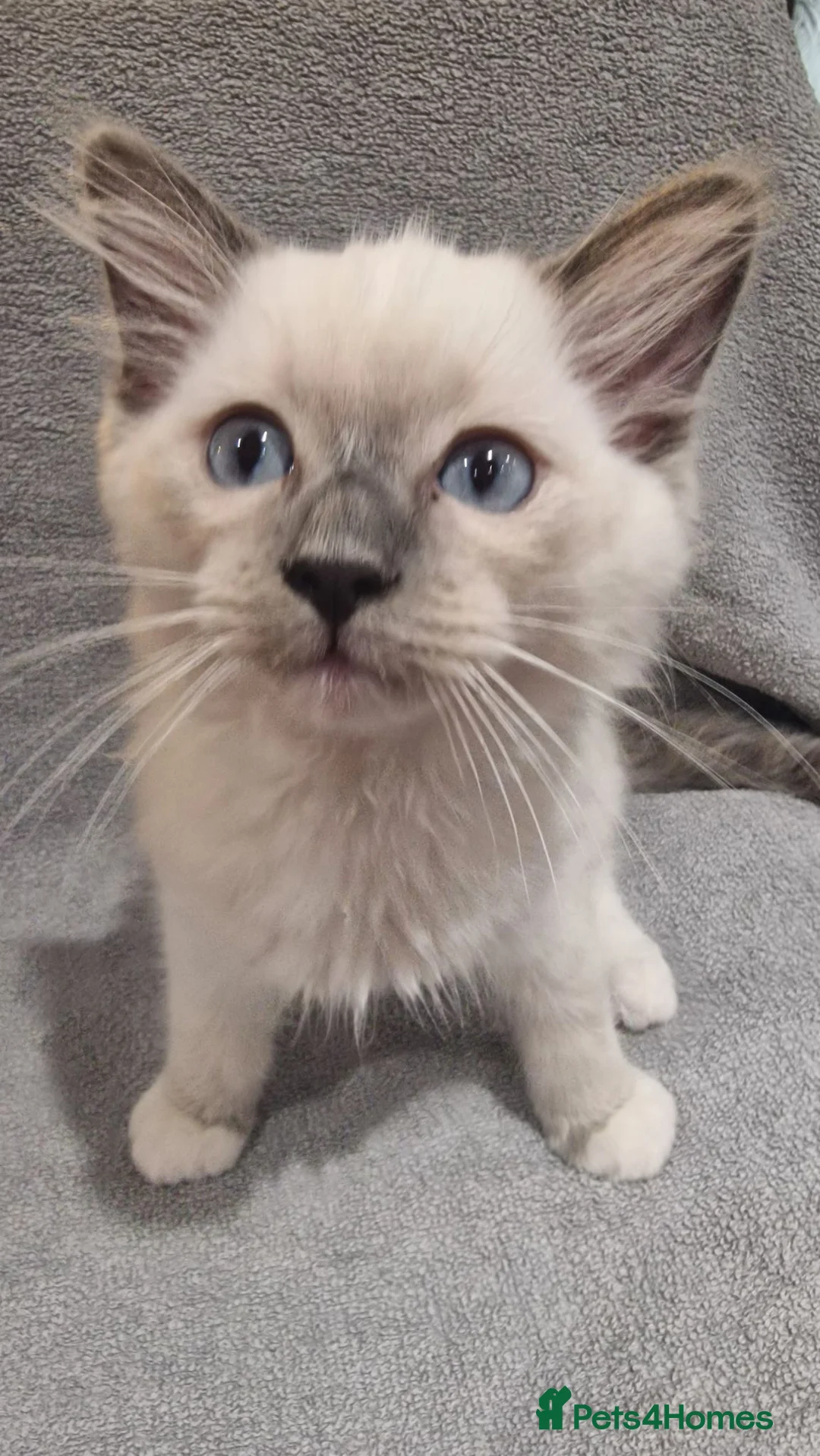 Ragdoll cats for sale: Pedigree ragdoll kittens  - Advert 2