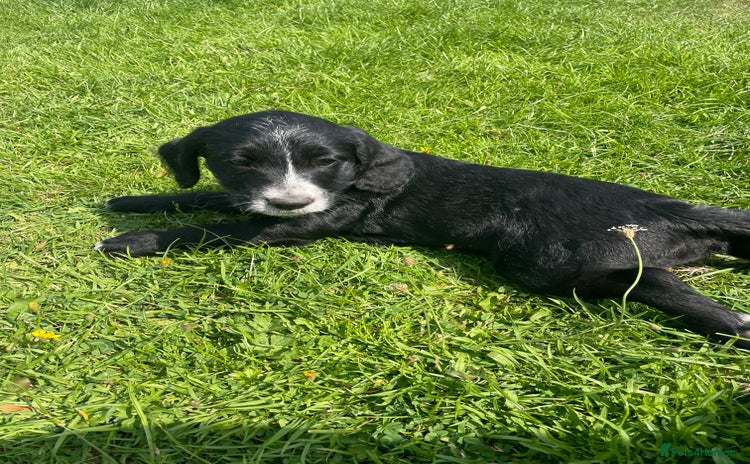 Mixed Breed dogs - Advert 7