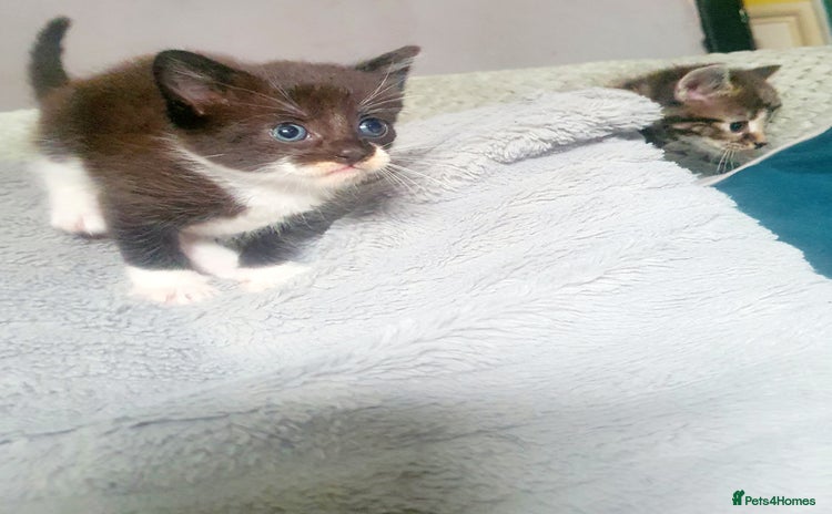 Mixed Breed cats - Advert 10