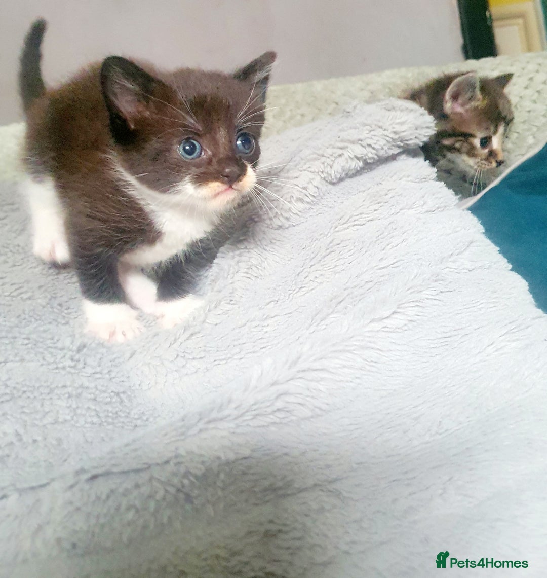 Mixed Breed cats for sale: 2 black and white boys - Image 1