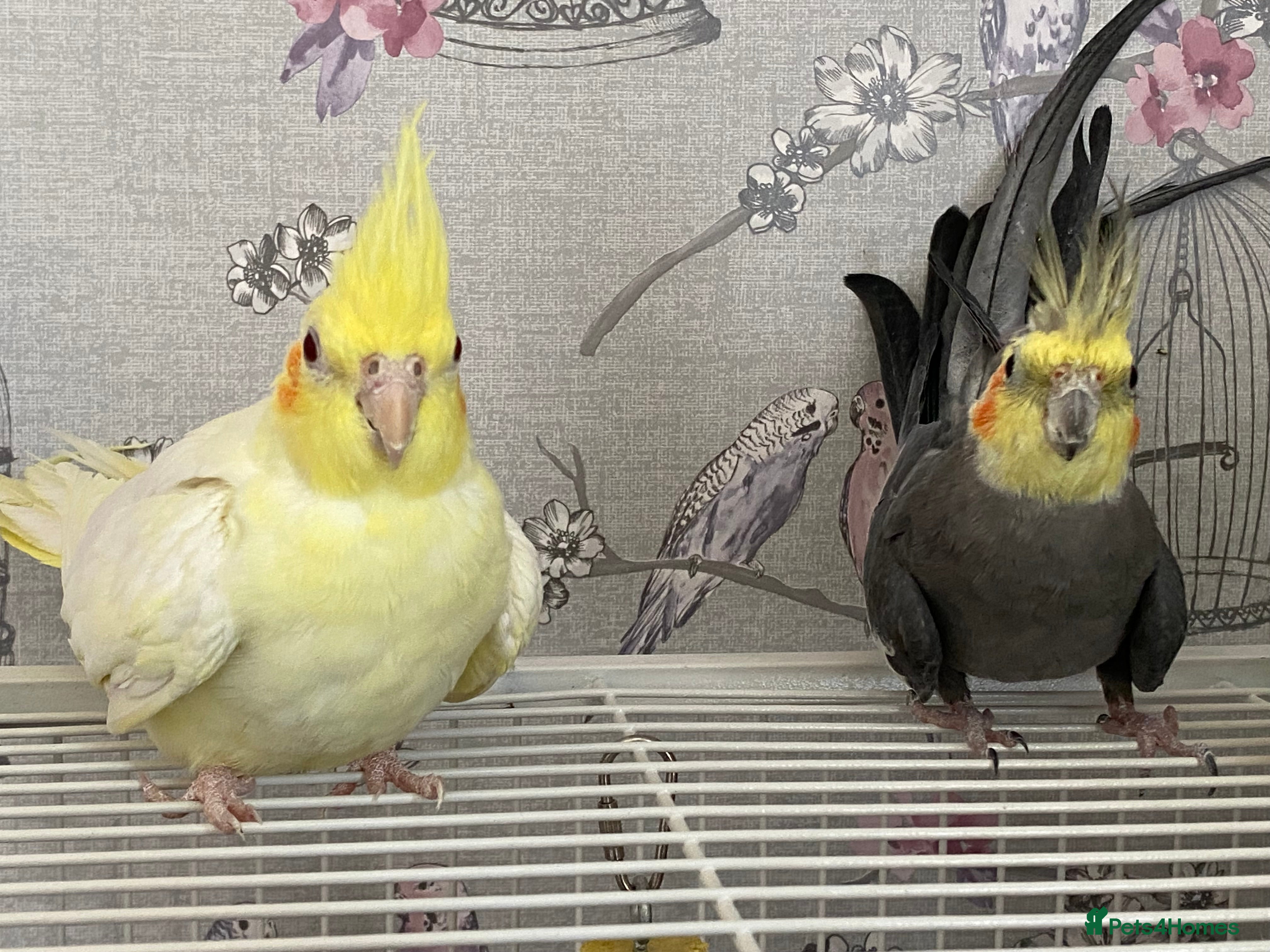 Cockatiels birds 2 Female Cocktails  - Advert 1