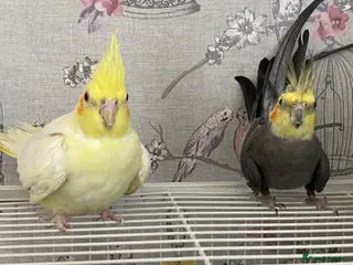 Cockatiels birds 2 Female Cocktails - Advert 1