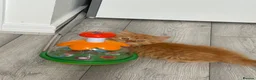 British Longhair cats for sale: Available now 😻 British Longhair kittens - TICA  - Advert 5