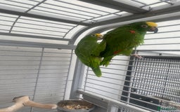 Parrots birds for sale: AMAZON YELLOW CROWNED PANAMA PROVEN PAIR - Image 3