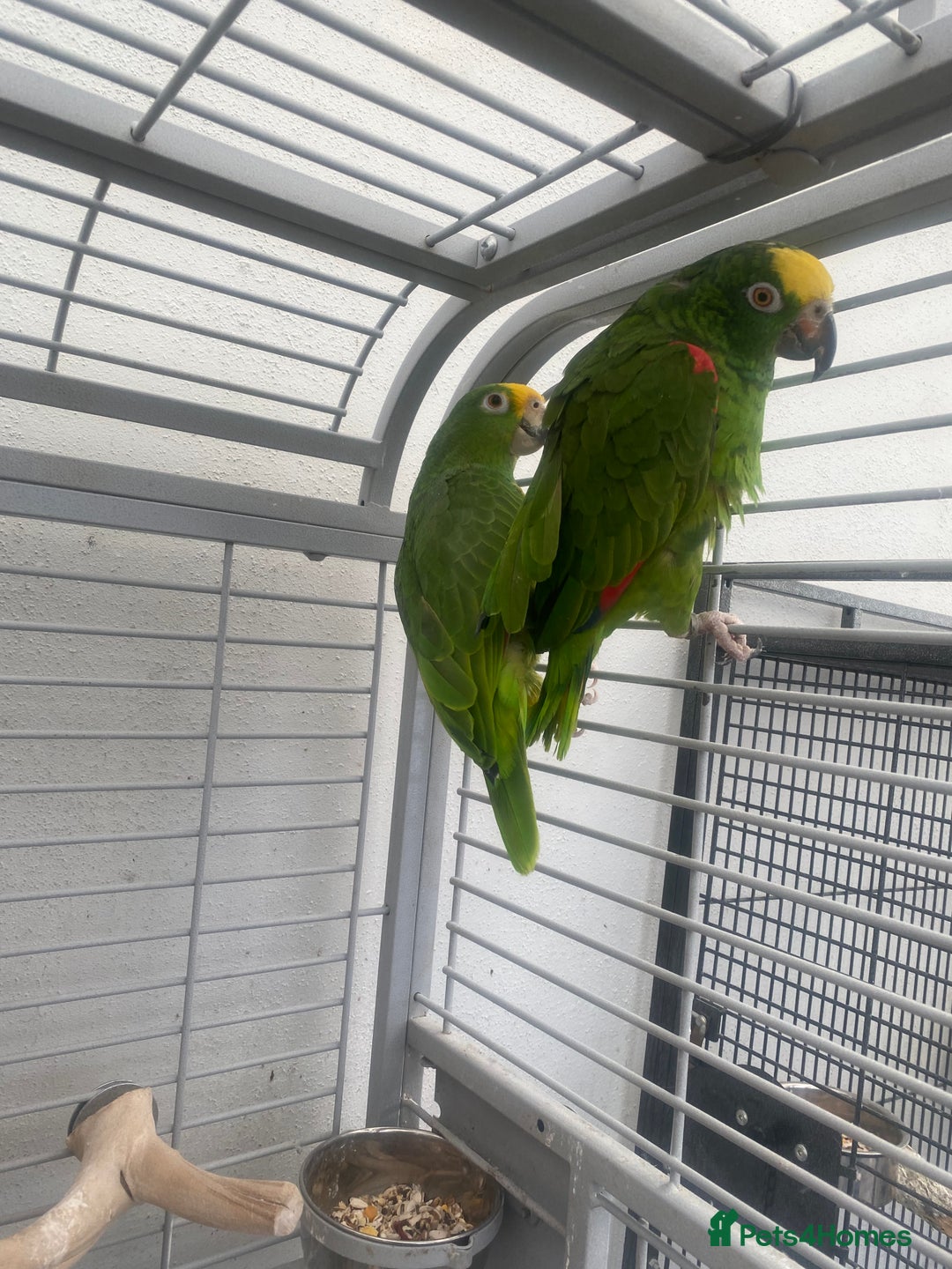 Parrots birds for sale: AMAZON YELLOW CROWNED PANAMA PROVEN PAIR - Image 3