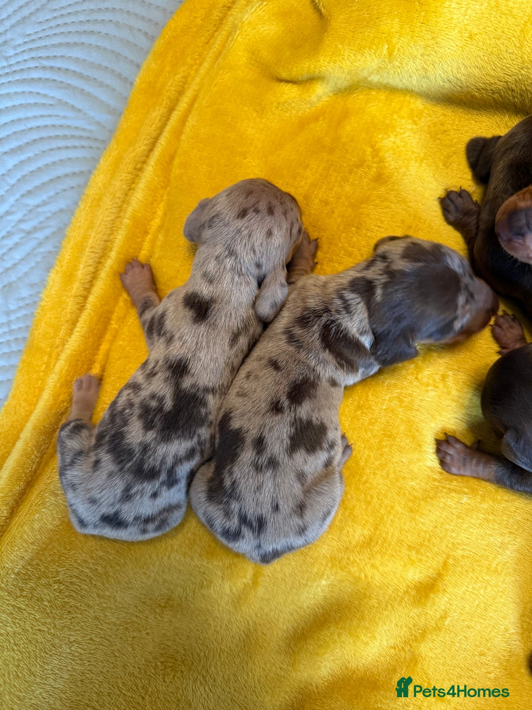 Miniature Dachshund dogs for sale: ❤️🐶 Miniature dachshund puppies 🐶❤️ - Image 7