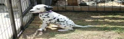 Dalmatian dogs for sale: Litter of pure Dalmatian puppies - Advert 10