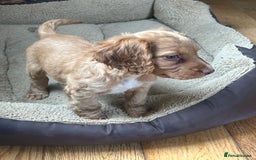 Cocker Spaniel dogs for sale: registered cocker spaniel pup for sale - Image 9