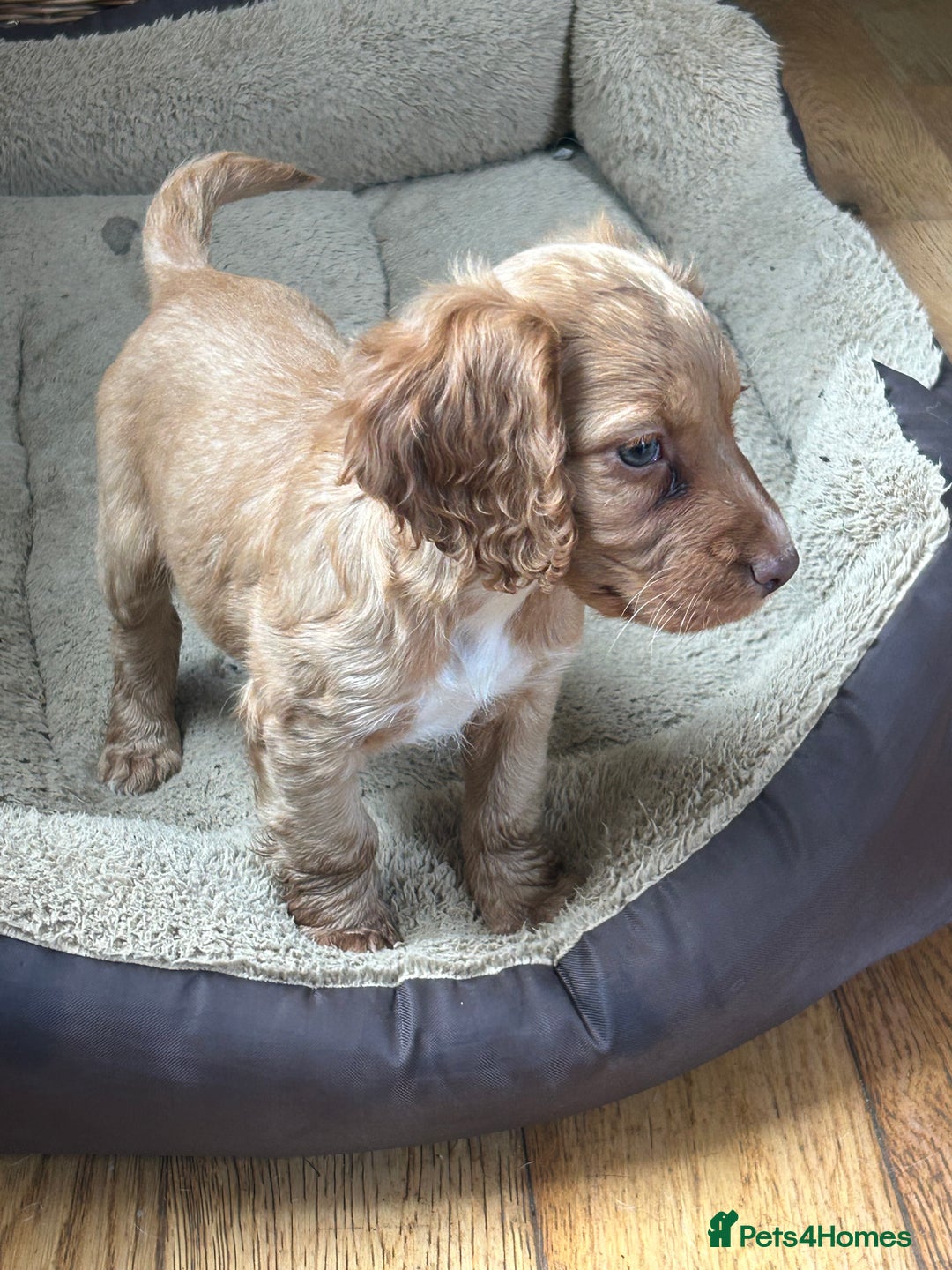Cocker Spaniel dogs for sale: registered cocker spaniel pup for sale - Image 9