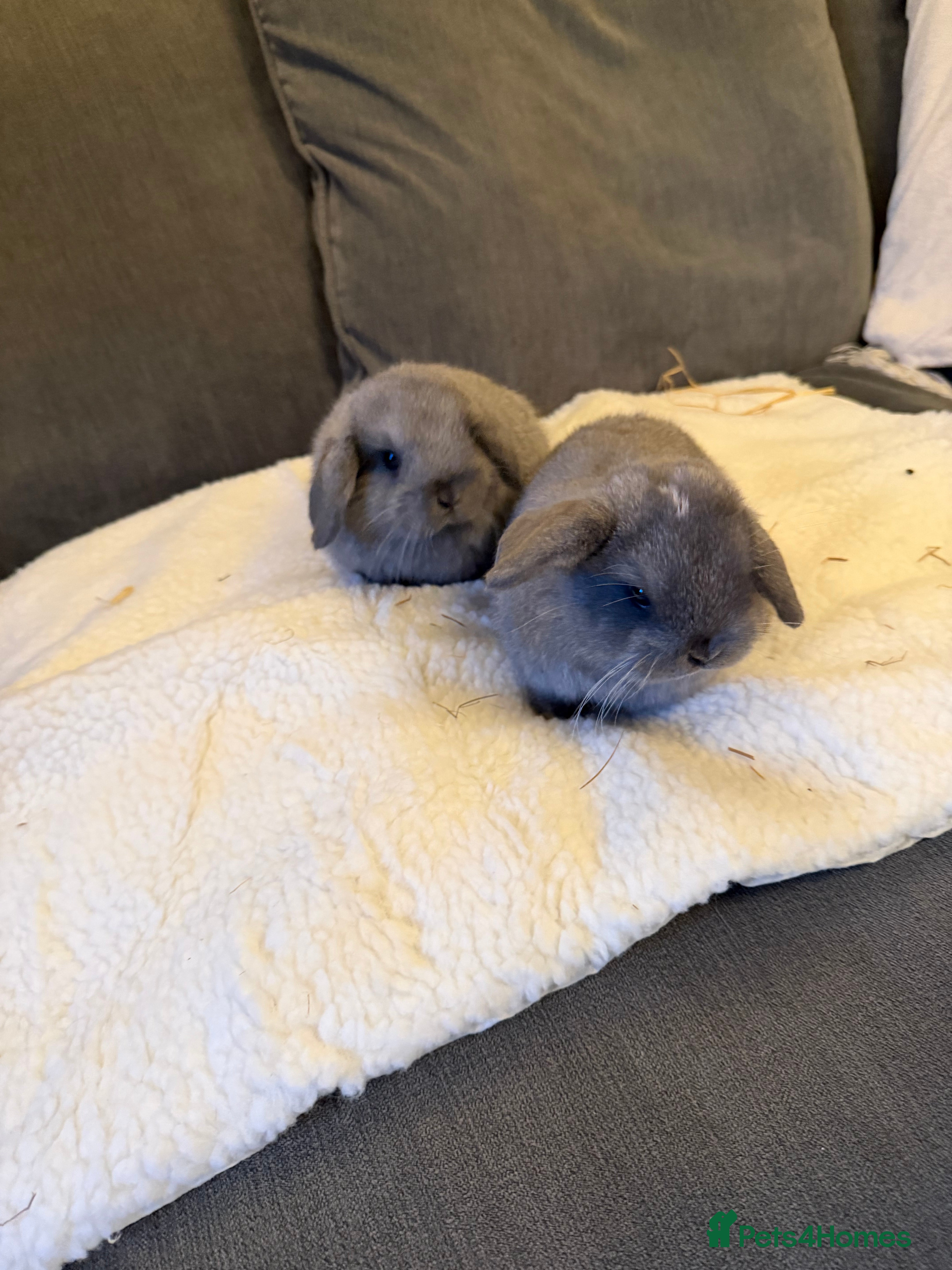 Mini Lop rabbits Mini lop babies - Advert 1