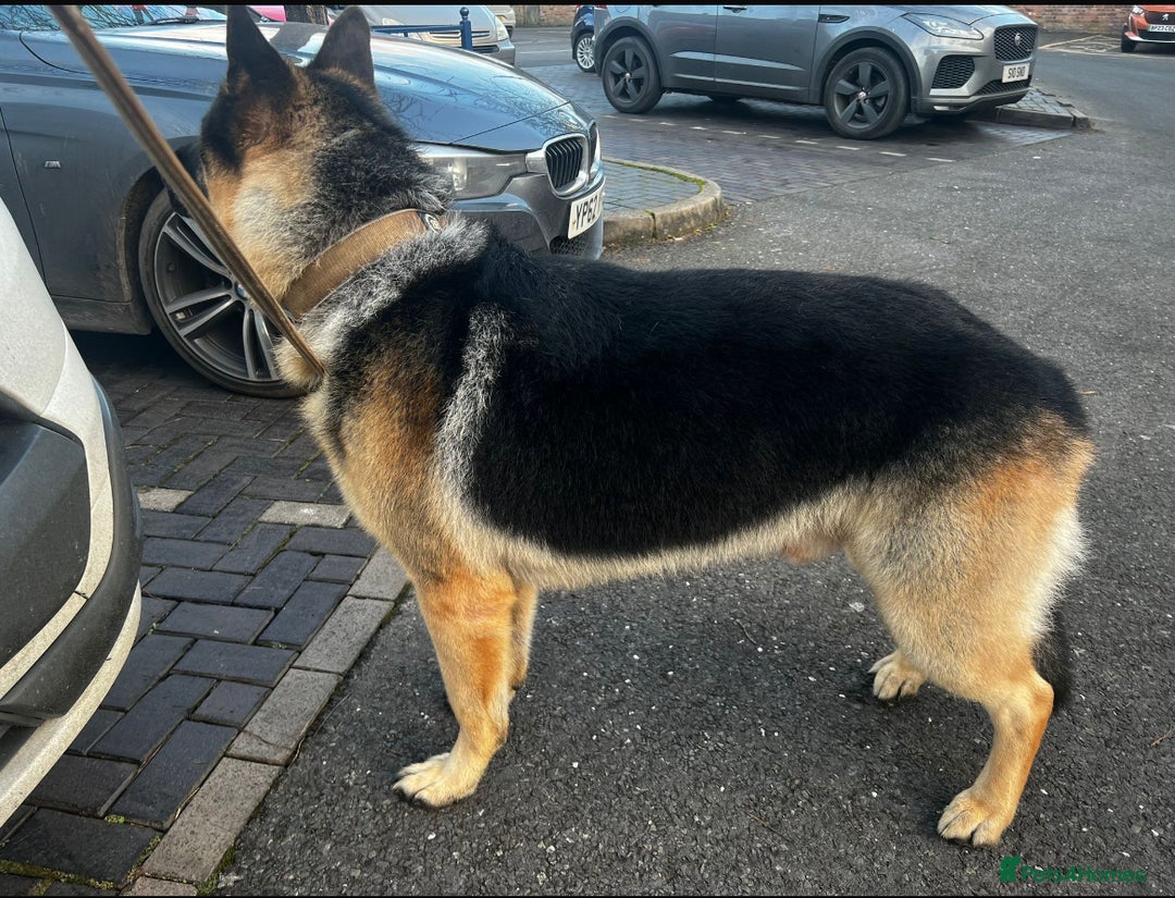 German Shepherd dogs for sale: German shepherd puppies  - Image 11