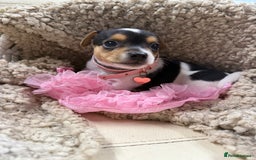 Jack Russell dogs for sale: Tiny Jack Russell pups  - Image 10