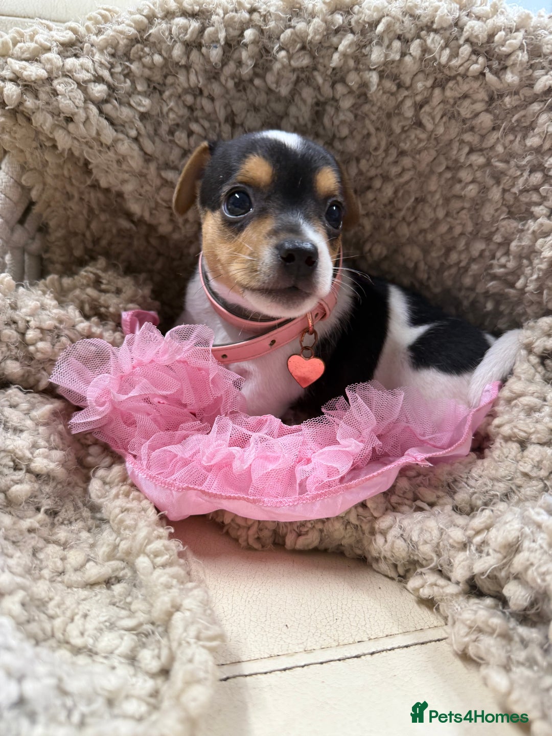 Jack Russell dogs for sale: Tiny Jack Russell pups  - Image 10