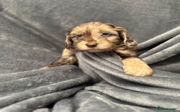 Cockapoo dogs for sale: STUNNING F1 Show Cockapoo Puppies  - Image 21