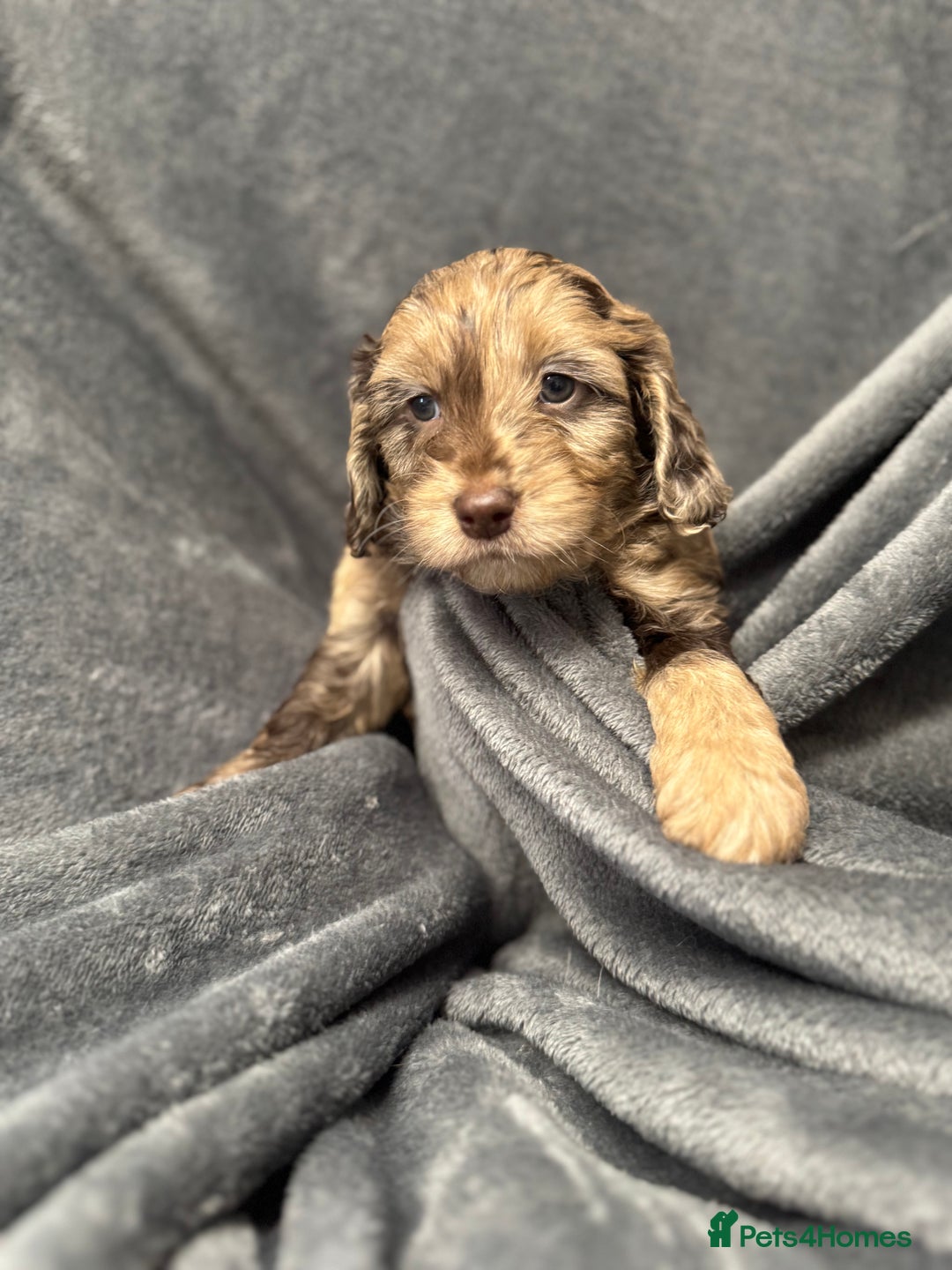 Cockapoo dogs for sale: STUNNING F1 Show Cockapoo Puppies  - Image 21