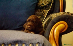Cocker Spaniel dogs for sale: Working cocker spaniels  - Image 11