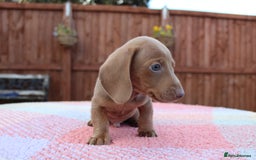 Miniature Dachshund dogs for sale: Miniature Dachshund puppies  - Image 5