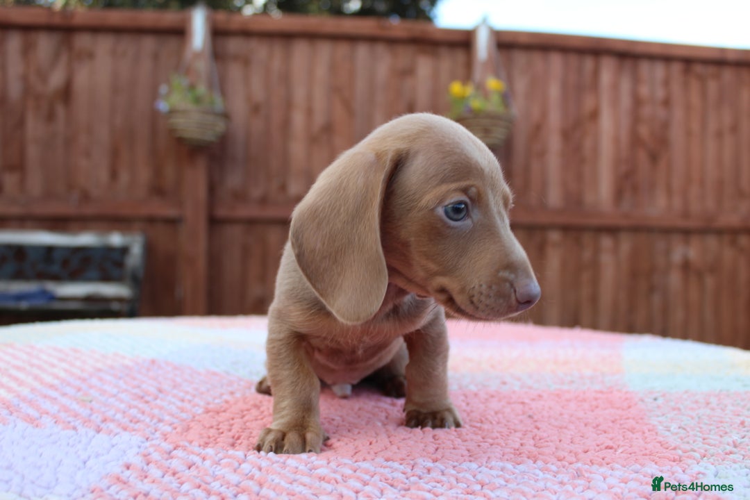 Miniature Dachshund dogs for sale: Miniature Dachshund puppies  - Image 5