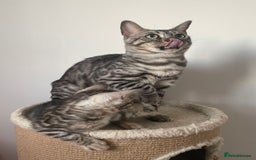 Bengal cats for sale: Stunning Beauty Bengal princess ❤️ - Image 9