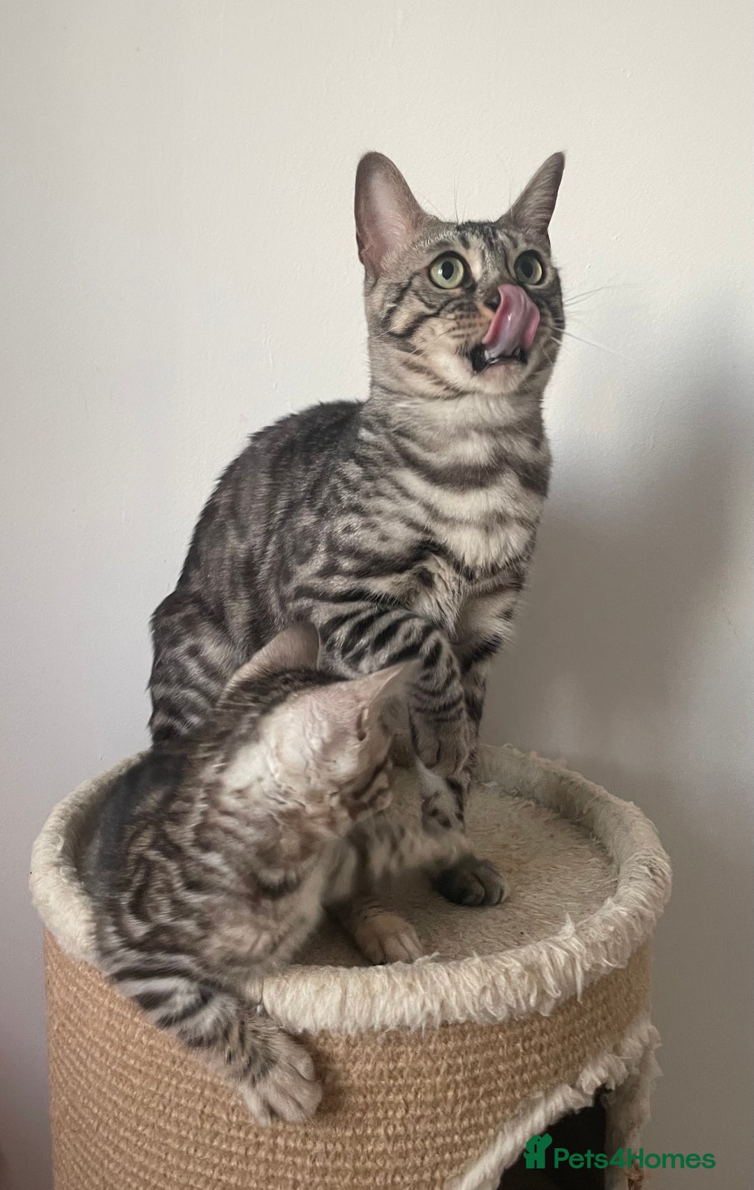 Bengal cats for sale: Stunning Beauty Bengal princess ❤️ - Image 9