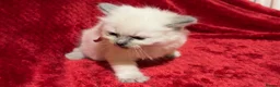 Ragdoll cats for sale: Beautiful fluffy blue and lilac Ragdoll kittens in Doncaster - Advert 7