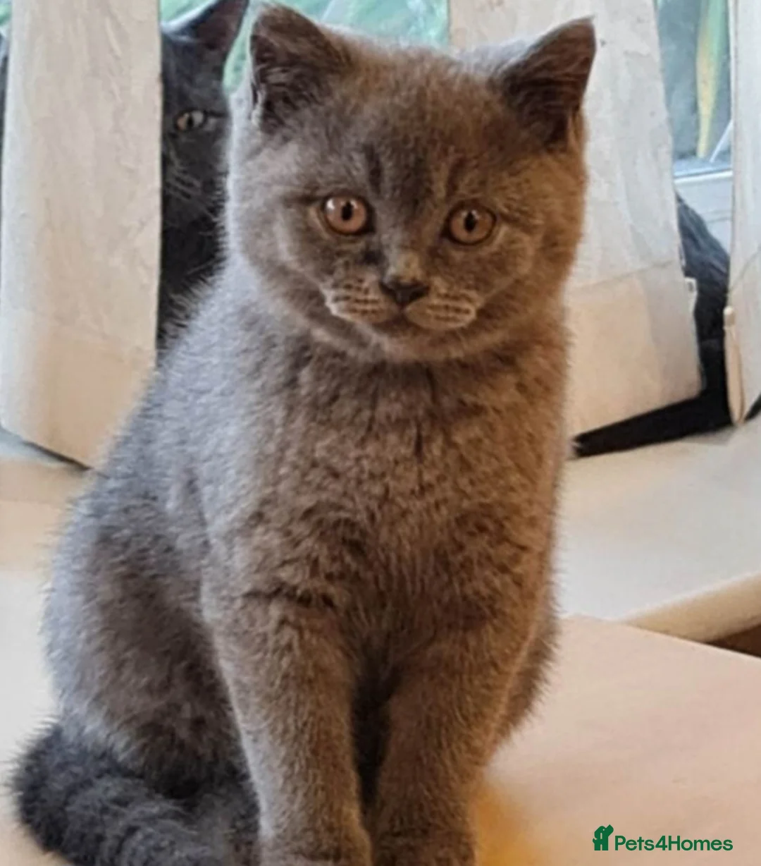 British Shorthair cats for sale: British shorthair  - Advert 1