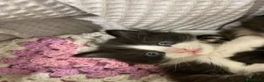 Mixed Breed 1 tux markings long fur
